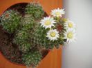 Mammillaria Crinita