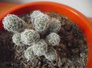 Mammillaria Gracillis