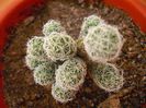 Mammillaria Gracillis 2013