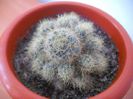 Mammillaria prolifera V Texana