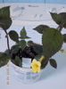 19 iunie 2013- flori 001