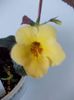 yellow beauty