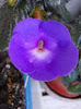 19 iunie 2013- flori 067