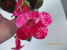 19 iunie 2013- flori 017