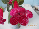 19 iunie 2013- flori 030