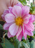 19 iunie 2013- flori 033