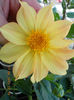 19 iunie 2013- flori 035