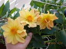 19 iunie 2013- flori 037