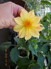 19 iunie 2013- flori 036