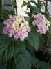 19 iunie 2013- flori 048