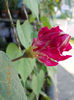 19 iunie 2013- flori 058