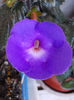 19 iunie 2013- flori 068