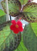 19 iunie 2013- flori 092