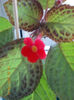 19 iunie 2013- flori 093