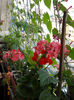 19 iunie 2013- flori 101
