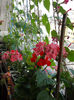 19 iunie 2013- flori 102