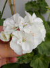 19 iunie 2013- flori 117