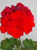 19 iunie 2013- flori 119