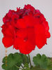 19 iunie 2013- flori 120