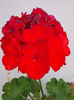 19 iunie 2013- flori 121