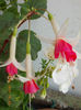 19 iunie 2013- flori 129