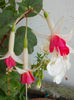 19 iunie 2013- flori 130