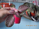 19 iunie 2013- flori 131