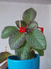 19 iunie 2013- flori 138