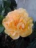 classic apricot