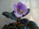 Country Crocus