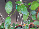 diversifolia-2010