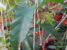 multiflora-2010