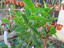 cummingiana-2010