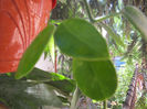 sussuella