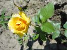 DSC07103