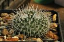 Mammillaria parkinsonii