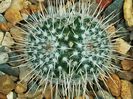 Mammillaria parkinsonii