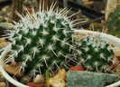 Mammillaria parkinsonii