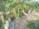 DSCN3340
