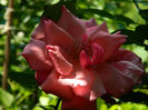 DSCN3179