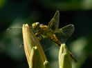 DSCN3190