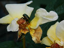 DSCN3287