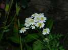 DSCN3346