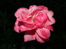 DSCN3347