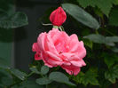 DSCN2991