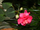 DSCN3013
