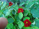 Condurasi rosii