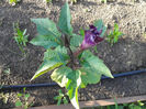 Datura triplu mov