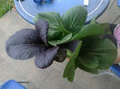 Pak Choi