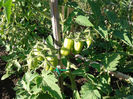 San Marzano buchet fructe